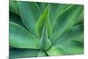 Agave Leaves-null-Mounted Photographic Print