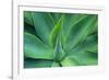 Agave Leaves-null-Framed Photographic Print