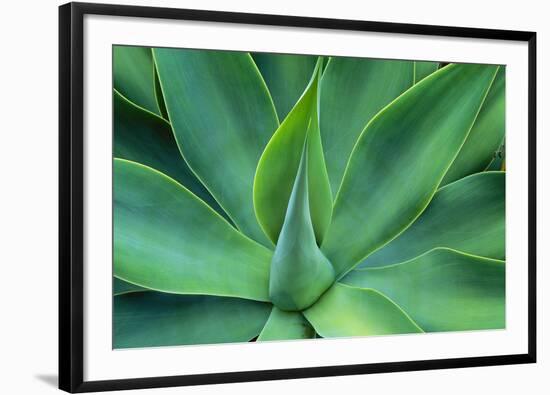 Agave Leaves-null-Framed Photographic Print