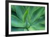 Agave Leaves-null-Framed Photographic Print