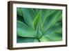 Agave Leaves-null-Framed Photographic Print