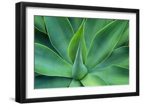 Agave Leaves-null-Framed Photographic Print