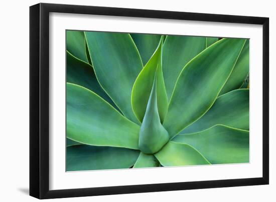 Agave Leaves-null-Framed Photographic Print