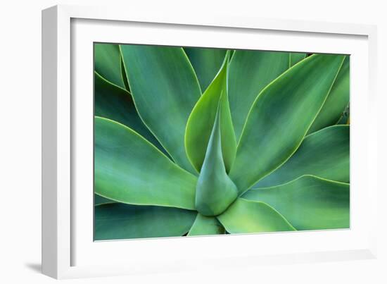 Agave Leaves-null-Framed Photographic Print