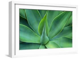 Agave Leaves-null-Framed Photographic Print