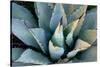 Agave, New Mexico-Dana Echols-Stretched Canvas