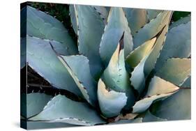 Agave, New Mexico-Dana Echols-Stretched Canvas