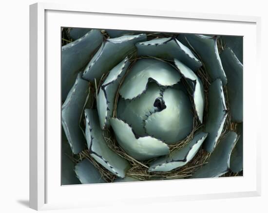 Agave, Northern California, Usa-Paul Colangelo-Framed Photographic Print