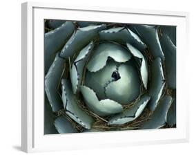 Agave, Northern California, Usa-Paul Colangelo-Framed Photographic Print