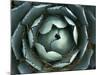 Agave, Northern California, Usa-Paul Colangelo-Mounted Photographic Print