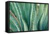 Agave on the Bright Angel Trail, Colorado, United States of America, North America-Bhaskar Krishnamurthy-Framed Stretched Canvas