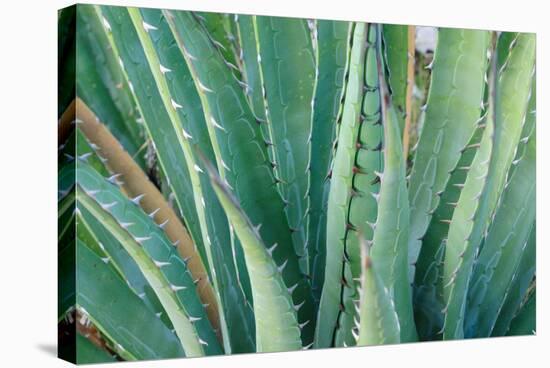 Agave on the Bright Angel Trail, Colorado, United States of America, North America-Bhaskar Krishnamurthy-Stretched Canvas