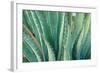 Agave on the Bright Angel Trail, Colorado, United States of America, North America-Bhaskar Krishnamurthy-Framed Photographic Print