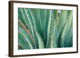 Agave on the Bright Angel Trail, Colorado, United States of America, North America-Bhaskar Krishnamurthy-Framed Photographic Print