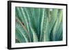 Agave on the Bright Angel Trail, Colorado, United States of America, North America-Bhaskar Krishnamurthy-Framed Photographic Print