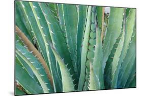 Agave on the Bright Angel Trail, Colorado, United States of America, North America-Bhaskar Krishnamurthy-Mounted Photographic Print