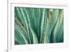 Agave on the Bright Angel Trail, Colorado, United States of America, North America-Bhaskar Krishnamurthy-Framed Photographic Print