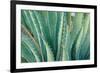 Agave on the Bright Angel Trail, Colorado, United States of America, North America-Bhaskar Krishnamurthy-Framed Photographic Print