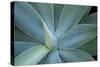 Agave on the Island of Maui, Hawaii-Darrell Gulin-Stretched Canvas