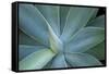 Agave on the Island of Maui, Hawaii-Darrell Gulin-Framed Stretched Canvas