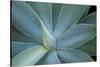 Agave on the Island of Maui, Hawaii-Darrell Gulin-Stretched Canvas