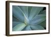 Agave on the Island of Maui, Hawaii-Darrell Gulin-Framed Photographic Print