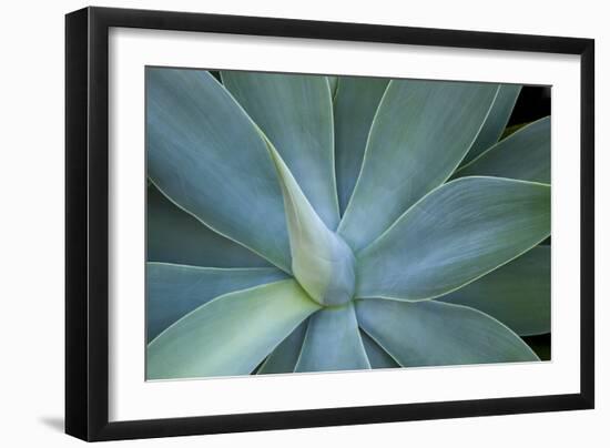 Agave on the Island of Maui, Hawaii-Darrell Gulin-Framed Photographic Print