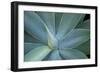 Agave on the Island of Maui, Hawaii-Darrell Gulin-Framed Photographic Print