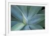 Agave on the Island of Maui, Hawaii-Darrell Gulin-Framed Photographic Print