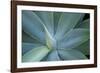 Agave on the Island of Maui, Hawaii-Darrell Gulin-Framed Photographic Print