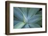 Agave on the Island of Maui, Hawaii-Darrell Gulin-Framed Photographic Print