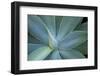 Agave on the Island of Maui, Hawaii-Darrell Gulin-Framed Photographic Print