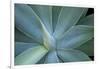 Agave on the Island of Maui, Hawaii-Darrell Gulin-Framed Photographic Print