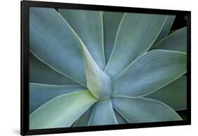 Agave on the Island of Maui, Hawaii-Darrell Gulin-Framed Photographic Print