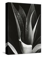 Agave, Paradise Park-Brett Weston-Stretched Canvas