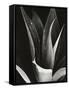 Agave, Paradise Park-Brett Weston-Framed Stretched Canvas