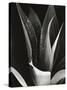 Agave, Paradise Park-Brett Weston-Stretched Canvas