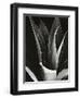 Agave, Paradise Park-Brett Weston-Framed Photographic Print