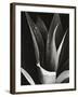 Agave, Paradise Park-Brett Weston-Framed Photographic Print