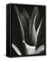 Agave, Paradise Park-Brett Weston-Framed Stretched Canvas