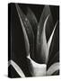 Agave, Paradise Park-Brett Weston-Stretched Canvas