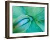 Agave Plant Detail, University of North Carolina at Charlotte Botanical Gardens, USA-Brent Bergherm-Framed Photographic Print