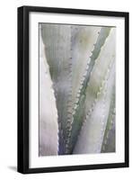 Agave Plant in West Texas, Usa-Chuck Haney-Framed Premium Photographic Print