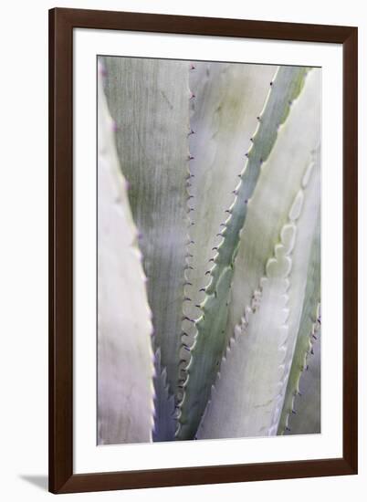 Agave Plant in West Texas, Usa-Chuck Haney-Framed Photographic Print