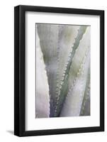 Agave Plant in West Texas, Usa-Chuck Haney-Framed Photographic Print