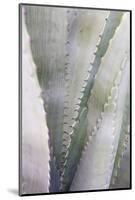 Agave Plant in West Texas, Usa-Chuck Haney-Mounted Photographic Print
