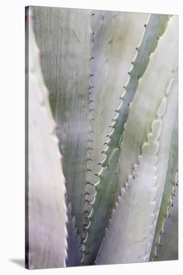 Agave Plant in West Texas, Usa-Chuck Haney-Stretched Canvas