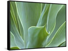 Agave Plant, Maui, Hawaii, USA-Julie Eggers-Framed Stretched Canvas