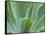 Agave Plant, Maui, Hawaii, USA-Julie Eggers-Framed Stretched Canvas
