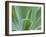 Agave Plant, Maui, Hawaii, USA-Julie Eggers-Framed Premium Photographic Print